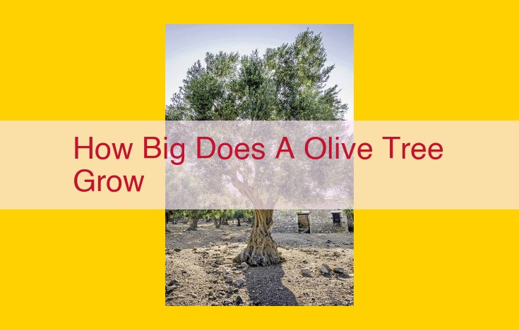 Olive Tree Height: How Tall Do Olive Trees Grow?