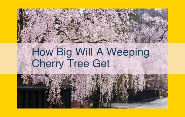 Discover the Enchanting Weeping Cherry Trees: Grace, Blossoms, and Size Variations