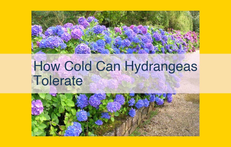 Hydrangea Cold Tolerance: Guide to Hardiness Zones, Protection, and Acclimation