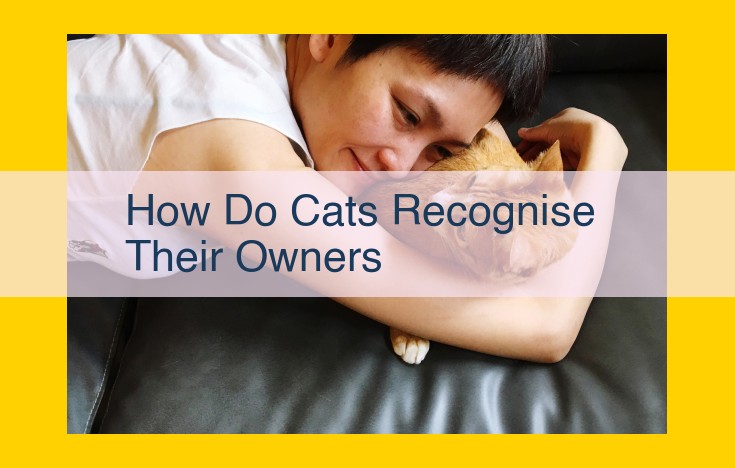 Unveiling the Sensory Clues Cats Use to Recognize Their Owners