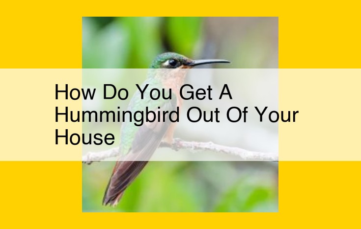 How to Safely Help a Hummingbird Find its Way Out of Your Home