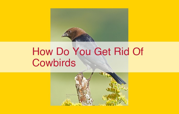 Comprehensive Guide to Eliminate Cowbirds: Seek Expert Assistance and Resources