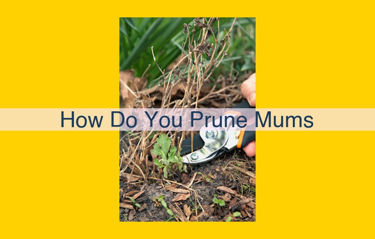 Mums Pruning Guide: Enhance Bloom and Bushiness for a Vibrant Garden