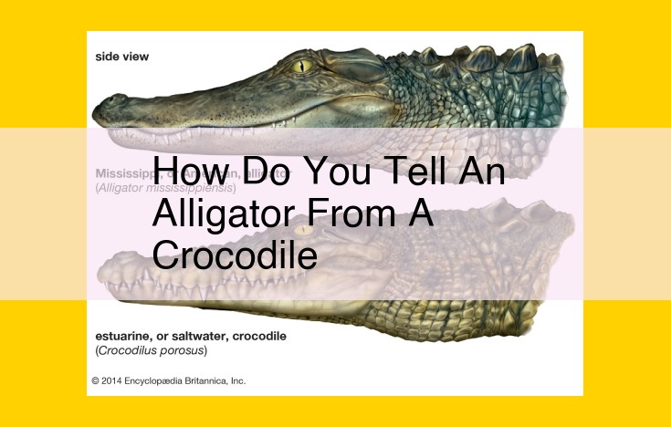 How to Identify Alligators vs. Crocodiles: A Comprehensive Guide to Physical, Behavioral, and Habitat Differences