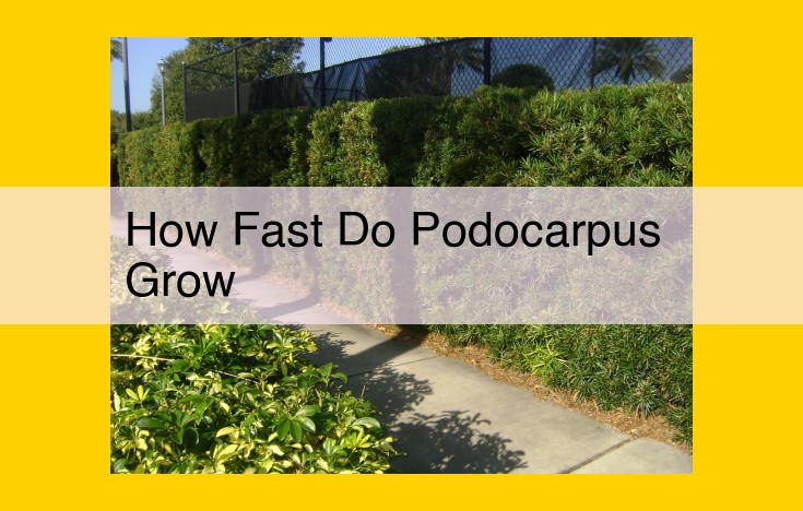 Podocarpus Growth Rates: Factors Impacting Species Development