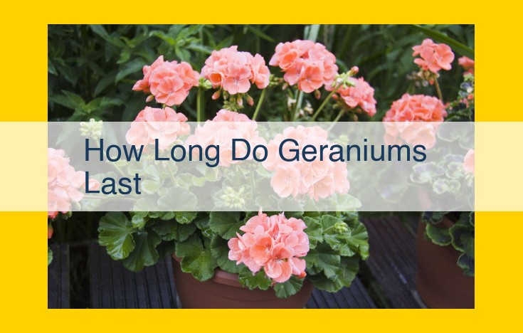 Understanding Geranium Lifespans: Types and Care for Optimal Longevity