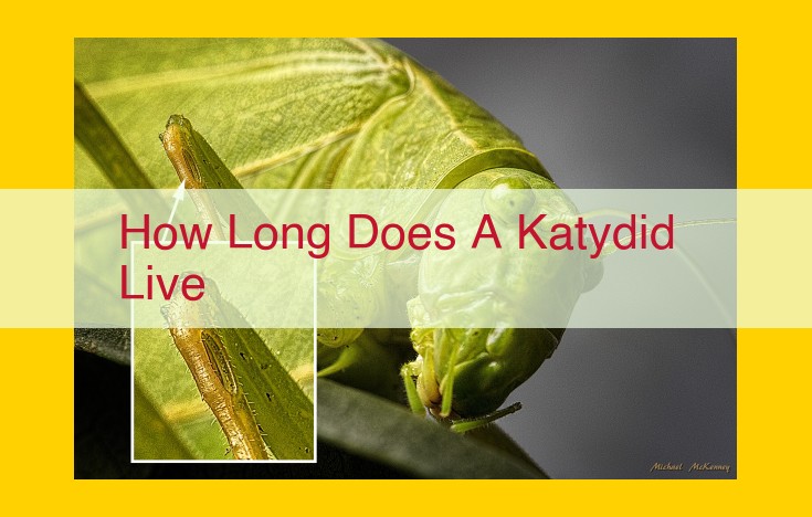 Katydid Lifespan: How Long Do Katydids Live? (Factors Affecting Lifespan)