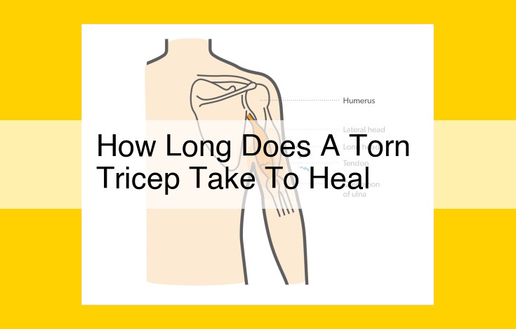 Torn Tricep Recovery Time: Medical Professionals' Insights on Healing Stages