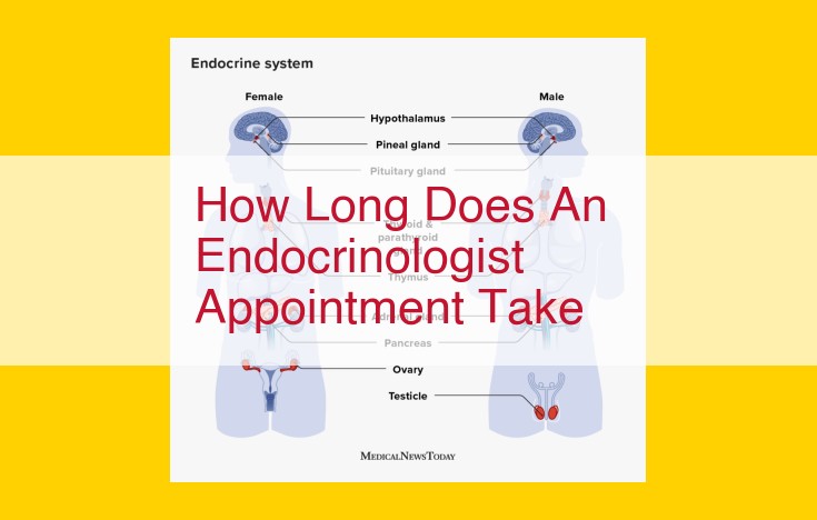 Endocrinology Appointments: Duration, Purpose, and Preparation