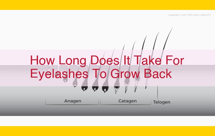 A Guide to Eyelash Growth: Phases, Rate, and Influencing Factors