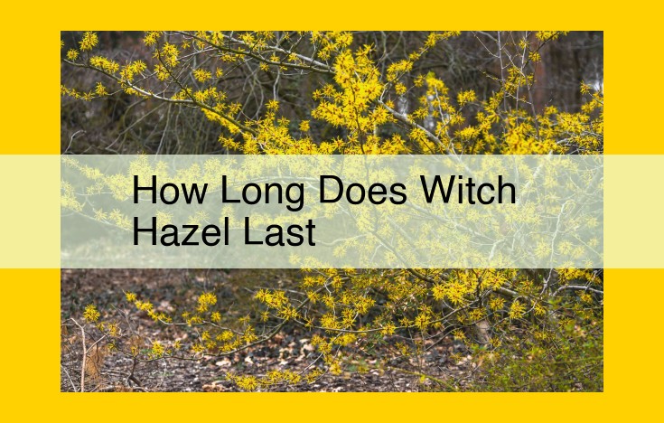 Witch Hazel Shelf Life: Maximizing Storage Duration for Optimal Benefits