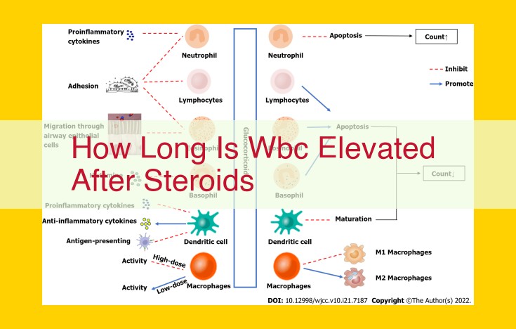 Duration of Elevated WBC Count after Steroid Administration: Critical Considerations for Healthcare Professionals