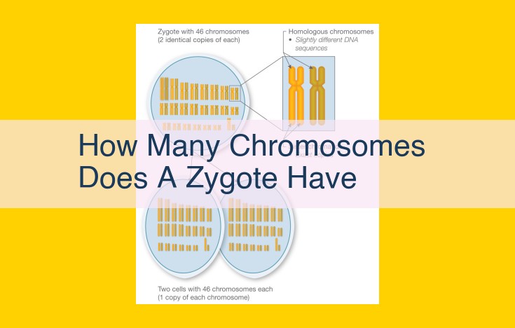 Understanding the Diploid Nature of Zygotes: Foundation for Genetic Stability and Development