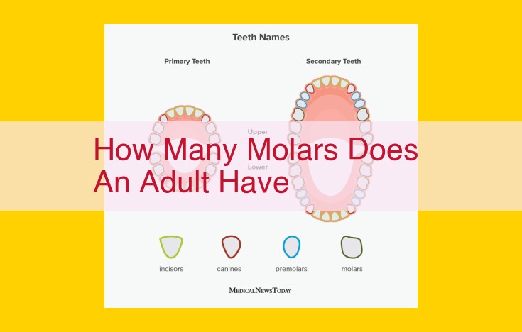 Molar Teeth: Anatomy and Function in Adults