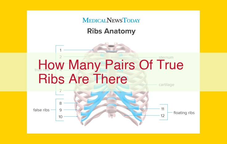 How Many Pairs of True Ribs Make Up the Thoracic Cage?