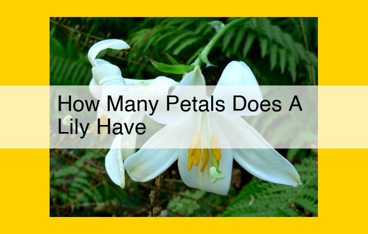 Lily Petals: Unveiling the Diverse Beauty of Nature's Blooms