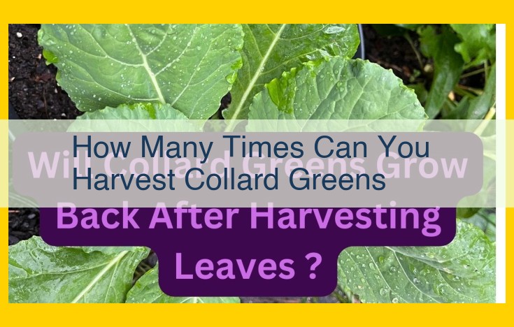 Maximize Collard Green Harvests: A Guide to Continuous Bounty