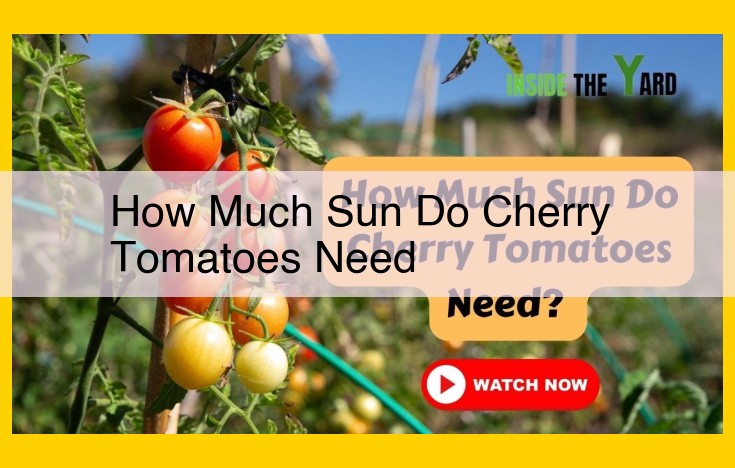 Sunlight Requirements for Cherry Tomatoes: Essential for Growth and Productivity