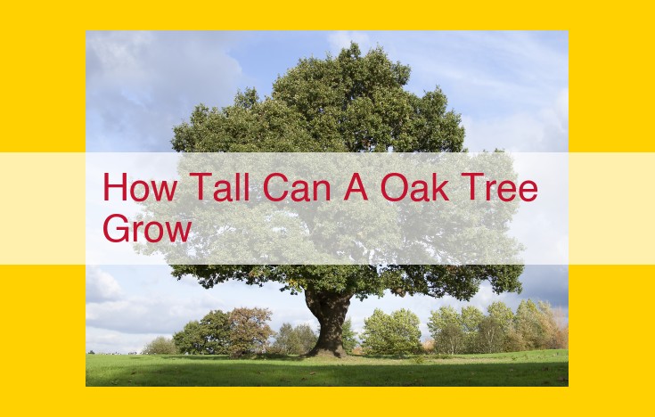 SEO Optimized Title: Understanding Oak Tree Heights: Factors Influencing Variation and Record-Breaking Specimens