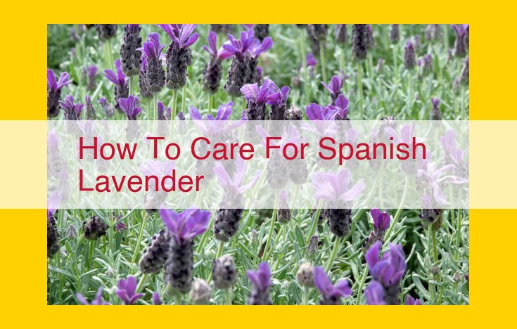 Ultimate Guide to Caring for Spanish Lavender: Sunlight, Water, Soil Requirements