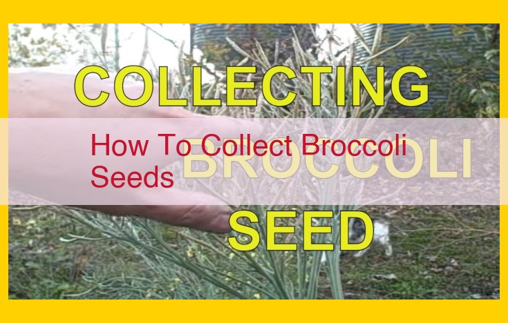 How to Collect Broccoli Seeds: A Comprehensive Guide