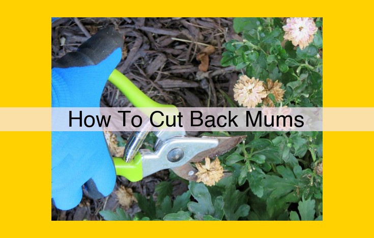 Comprehensive Guide to Pruning Mums: Deadheading, Pinching, and Rejuvenation