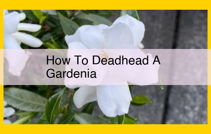 Ultimate Guide to Deadheading Gardenias for Enhanced Bloom and Vitality