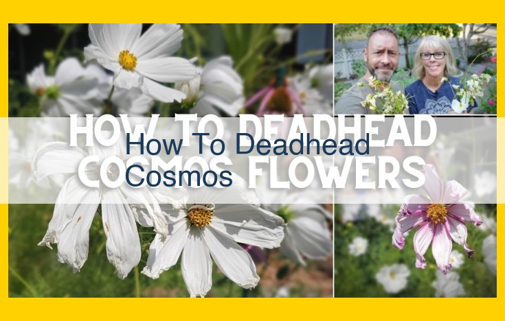 Cosmos Deadheading: A Comprehensive Guide for Enhanced Bloom Production and Plant Health