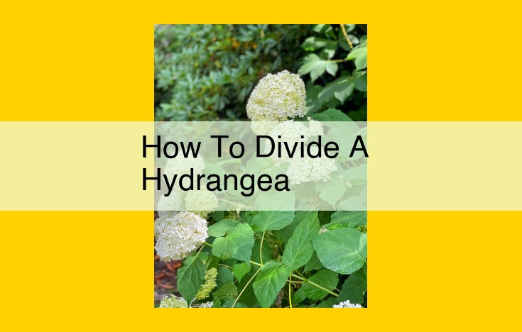 How to Divide Hydrangeas for Optimal Growth and Blooming