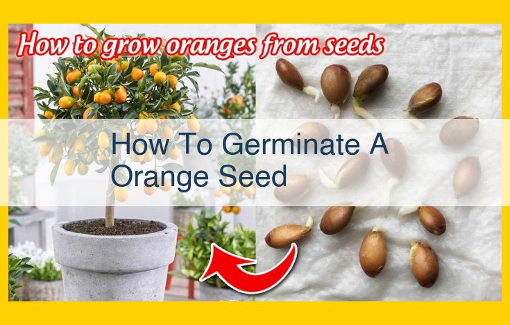 The Ultimate Guide to Germinating Orange Seeds: A Comprehensive Guide to Growing Citrus Fruits