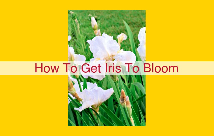 Title: Optimize Iris Care for Spectacular Bloom: A Comprehensive Guide to Healthy Plants