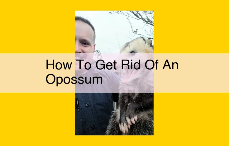 Effective Opossum Management: Proactive Prevention and Humane Relocation