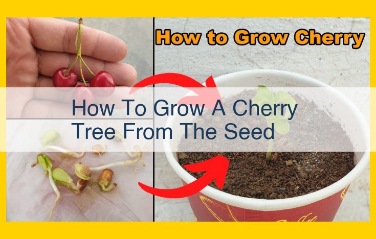 A Comprehensive Guide to Cultivating Cherry Trees from Seeds: Step-by-Step Instructions for Successful Growth