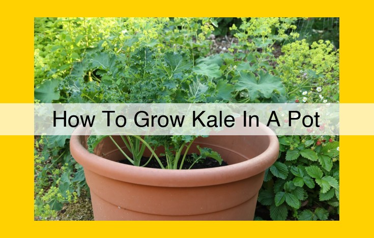 Comprehensive Guide to Cultivating Kale in Containers