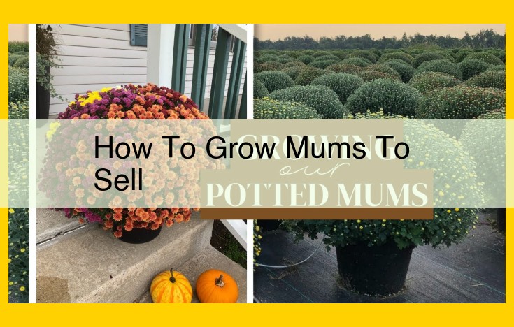 Grow Mums for Profit: Essential Strategies for Commercial Success