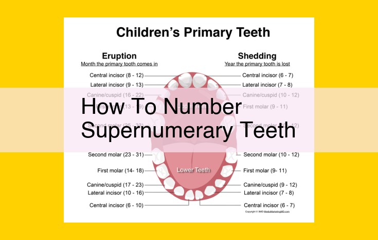 Supernumerary Teeth: Enhancing Oral Health with Precise Numbering