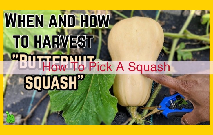 Selecting the Perfect Squash: A Guide to Color, Shape, and Features