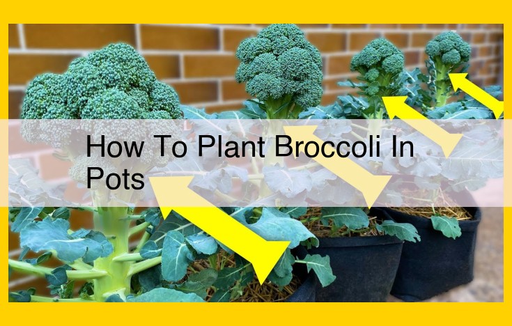 How to Grow Broccoli in Pots: A Comprehensive Guide for Optimal Results