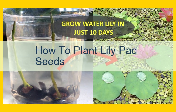 How to Plant Lily Pad Seeds: A Comprehensive Guide for Gardeners