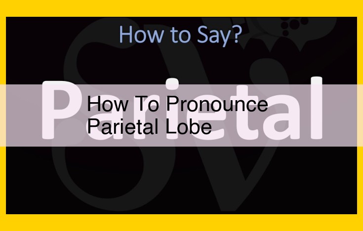 Parietal Lobe Pronunciation and Functions: Key Insights and Impact on Speech