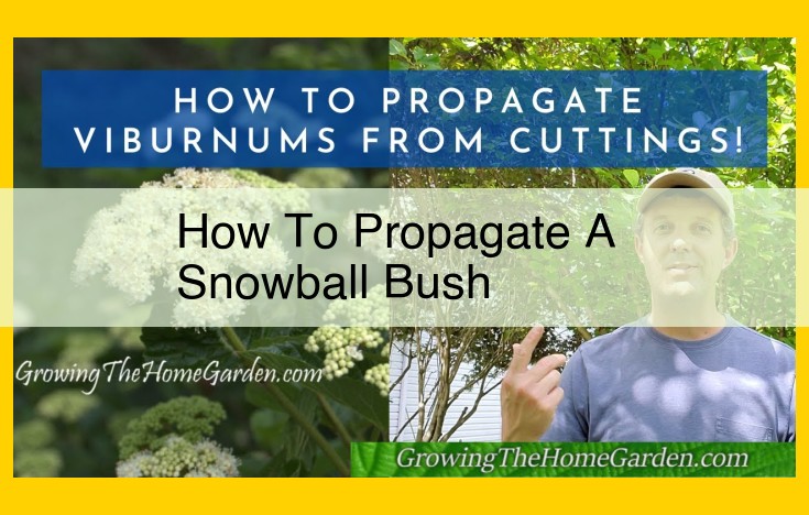 Comprehensive Guide to Propagating Snowball Bush (Viburnum opulus 'Roseum')