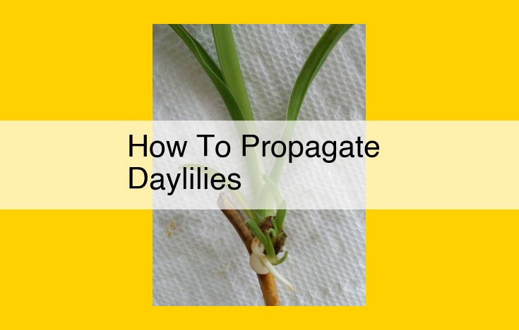 How to Propagate Stunning Daylilies: A Comprehensive Guide for Gardeners