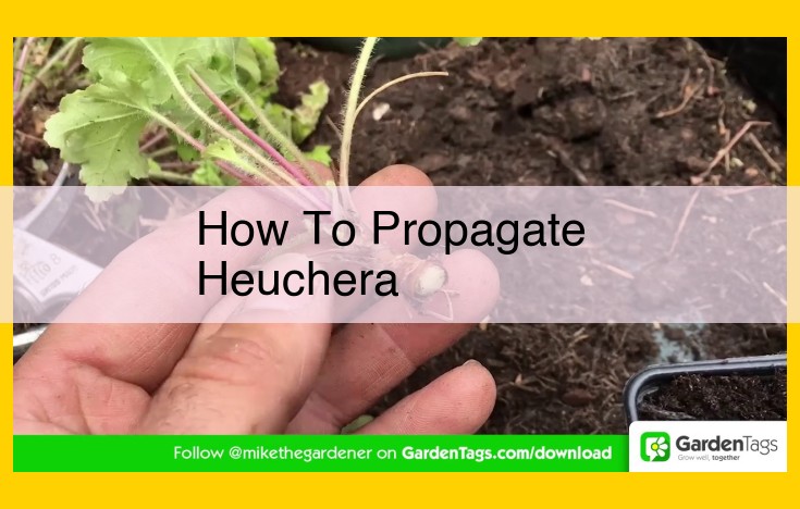 Ultimate Guide to Propagating Heucheras: Proven Methods for Successful Results