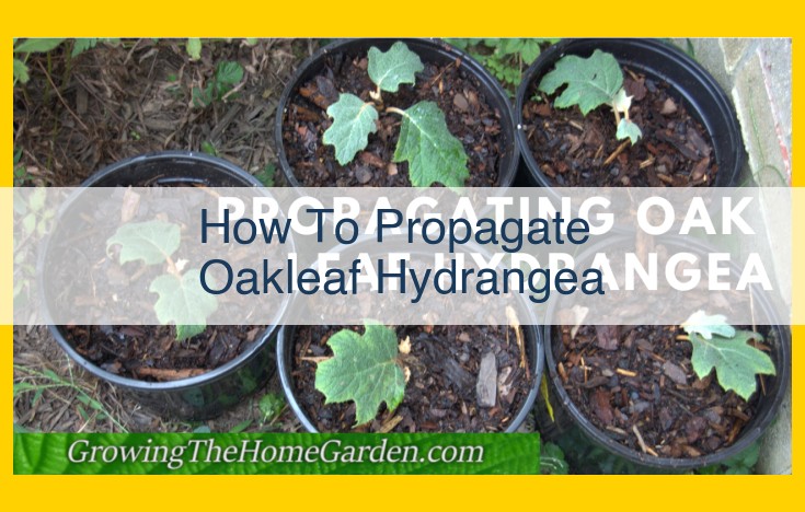 Propagating Oakleaf Hydrangeas: A Complete Step-by-Step Guide