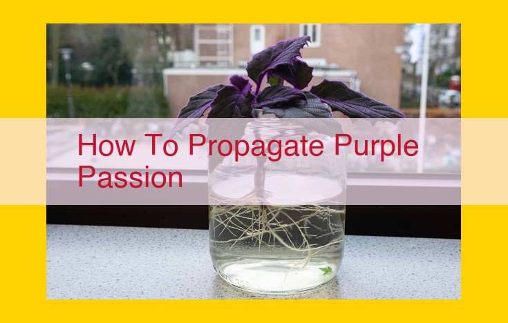 How to Propagate Purple Passion Vines: A Step-by-Step Guide