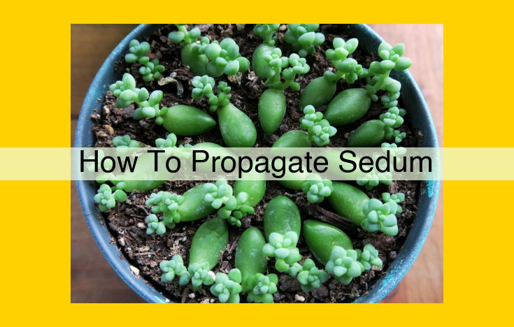 Easy Guide to Propagate Sedum: Stem and Leaf Cuttings for Success