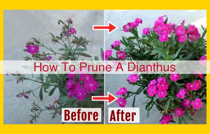 Comprehensive Guide to Dianthus Pruning Techniques for Enhanced Flowering, Health, and Aesthetics