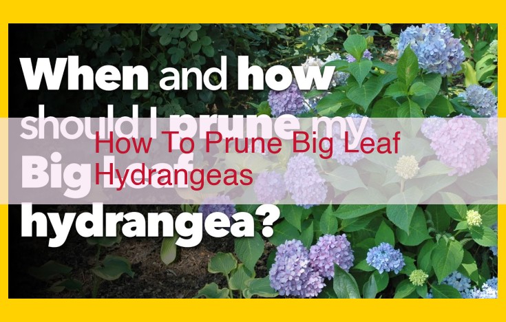 Ultimate Guide: Pruning Big Leaf Hydrangeas for Optimal Blooms