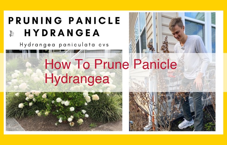 Expert Guide: Optimize Panicle Hydrangea Pruning for Enhanced Growth and Aesthetics