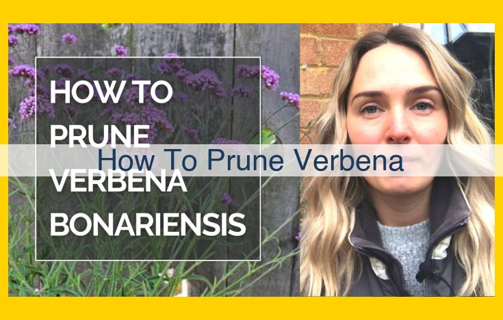 Comprehensive Guide to Pruning Verbena for Optimal Growth and Abundant Blooms